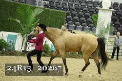 24R13_20267 thumbnail