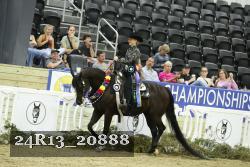 24R13_20888 thumbnail