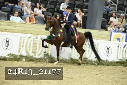 24R13_21177 thumbnail