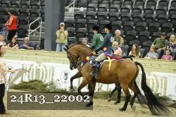 24R13_22002 thumbnail