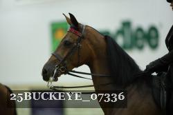 25BUCKEYE_07336 thumbnail