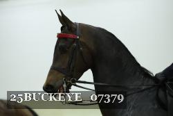 25BUCKEYE_07379 thumbnail