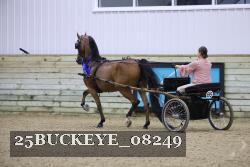 25BUCKEYE_08249 thumbnail