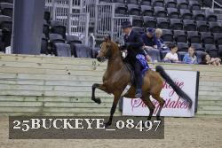 25BUCKEYE_08497 thumbnail