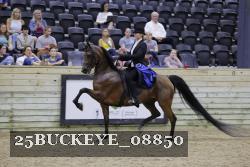 25BUCKEYE_08850 thumbnail