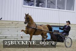 25BUCKEYE_09272 thumbnail