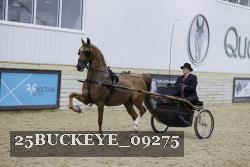 25BUCKEYE_09275 thumbnail