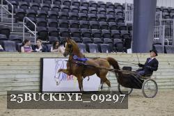 25BUCKEYE_09297 thumbnail