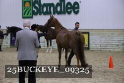 25BUCKEYE_09325 thumbnail