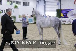 25BUCKEYE_09342 thumbnail