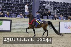 25BUCKEYE_10044 thumbnail