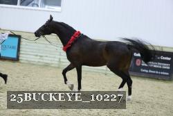 25BUCKEYE_10227 thumbnail