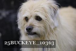 25BUCKEYE_10363 thumbnail