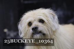 25BUCKEYE_10364 thumbnail