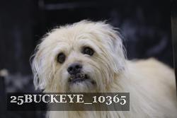 25BUCKEYE_10365 thumbnail