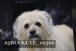 25BUCKEYE_10366 thumbnail