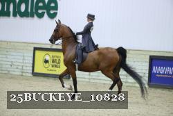 25BUCKEYE_10828 thumbnail