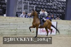 25BUCKEYE_10847 thumbnail