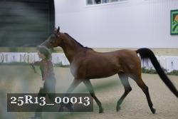 25R13_00013 thumbnail