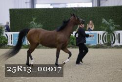25R13_00017 thumbnail