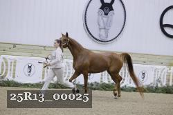 25R13_00025 thumbnail
