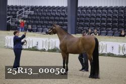 25R13_00050 thumbnail