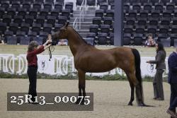 25R13_00075 thumbnail