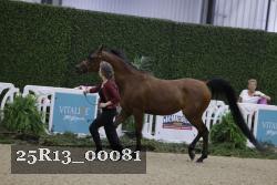 25R13_00081 thumbnail