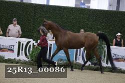 25R13_00086 thumbnail