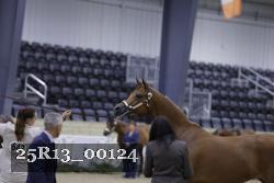 25R13_00124 thumbnail