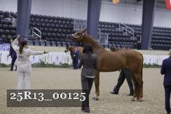 25R13_00125 thumbnail