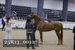 25R13_00127 thumbnail