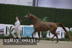 25R13_00131 thumbnail