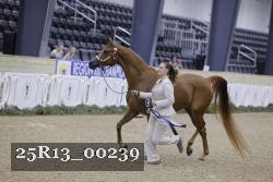 25R13_00239 thumbnail