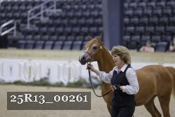 25R13_00261 thumbnail