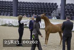 25R13_00262 thumbnail