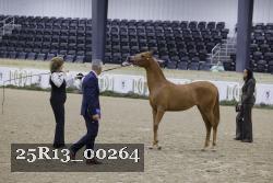 25R13_00264 thumbnail