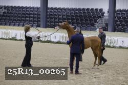 25R13_00265 thumbnail