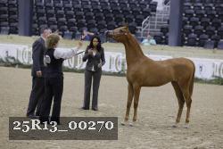 25R13_00270 thumbnail