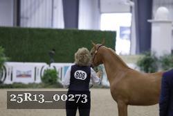 25R13_00273 thumbnail