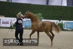 25R13_00276 thumbnail
