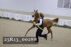 25R13_00288 thumbnail