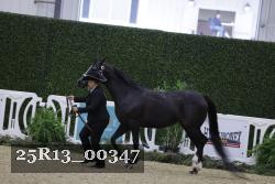 25R13_00347 thumbnail