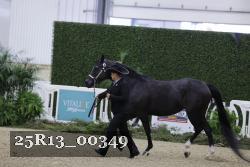 25R13_00349 thumbnail