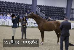 25R13_00364 thumbnail