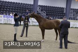 25R13_00365 thumbnail