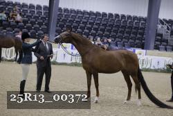 25R13_00372 thumbnail