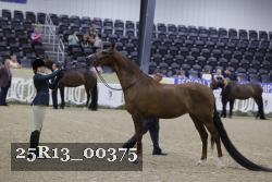 25R13_00375 thumbnail