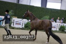 25R13_00377 thumbnail