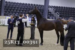 25R13_00391 thumbnail